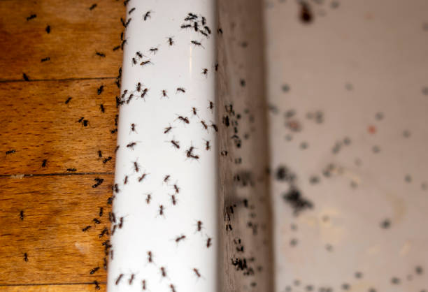 Best Pest Prevention Services  in Potomac Mills, VA