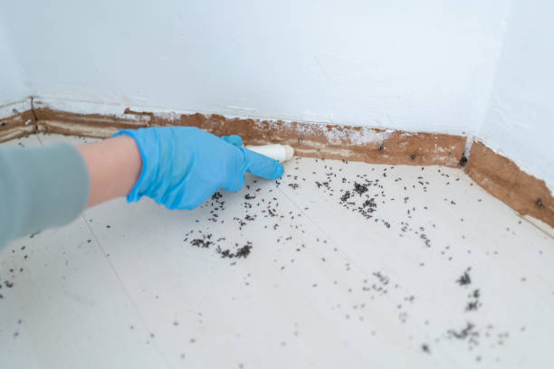 Best Mosquito Control Services  in Potomac Mills, VA